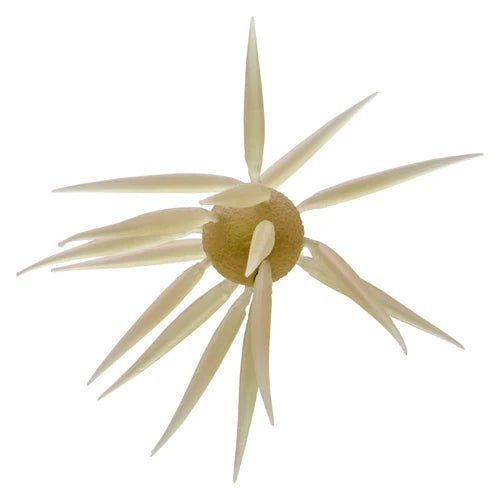 Hideup Coike Fish L (Elastomer)