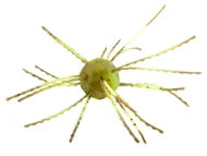 Strike King Tumbleweed Floating